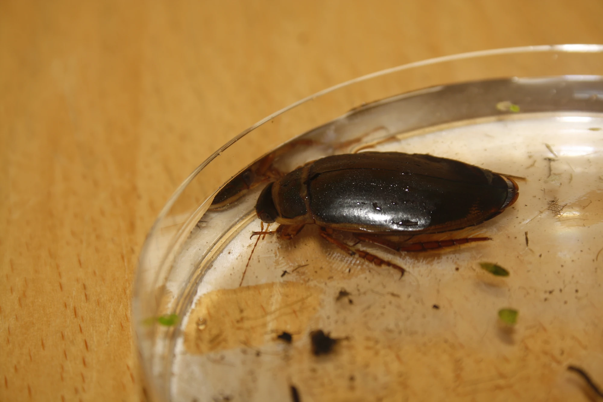Great Diving Beetle British Wildlife Wiki FANDOM powered by Wikia