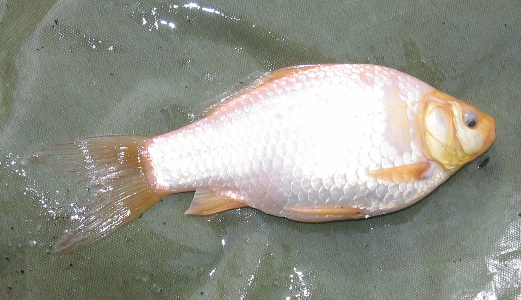 Image Albino Goldfish.jpg British Wildlife Wiki FANDOM powered by