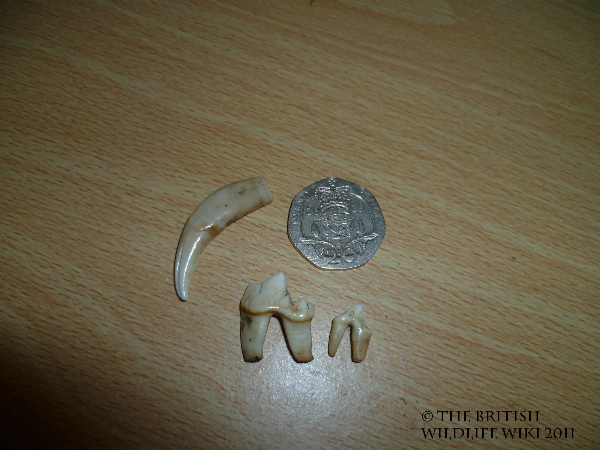 Image Fox Teeth.jpg British Wildlife Wiki FANDOM powered by Wikia