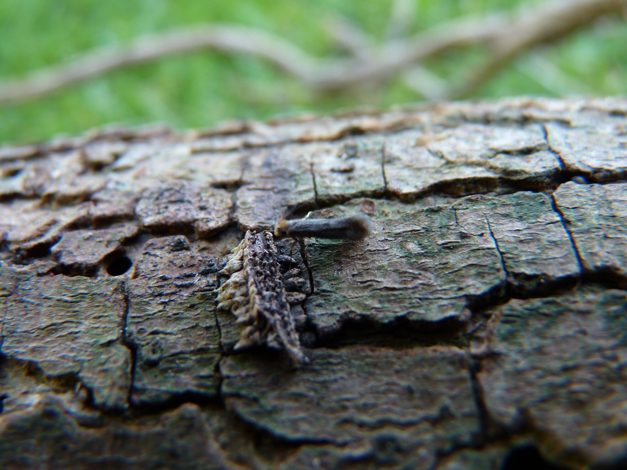 Casebearing Clothes Moth British Wildlife Wiki FANDOM powered by Wikia