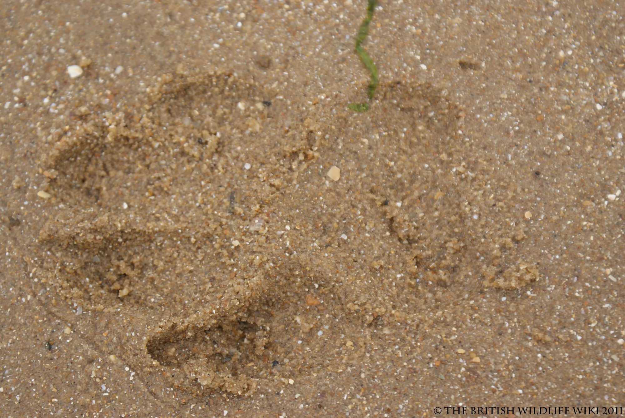 Dog Tracks British Wildlife Wiki FANDOM powered by Wikia