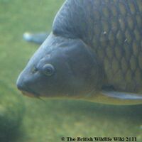 british freshwater fish for sale