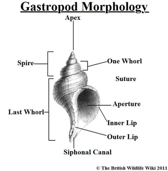 Category Gastropods British Wildlife Wiki Fandom
