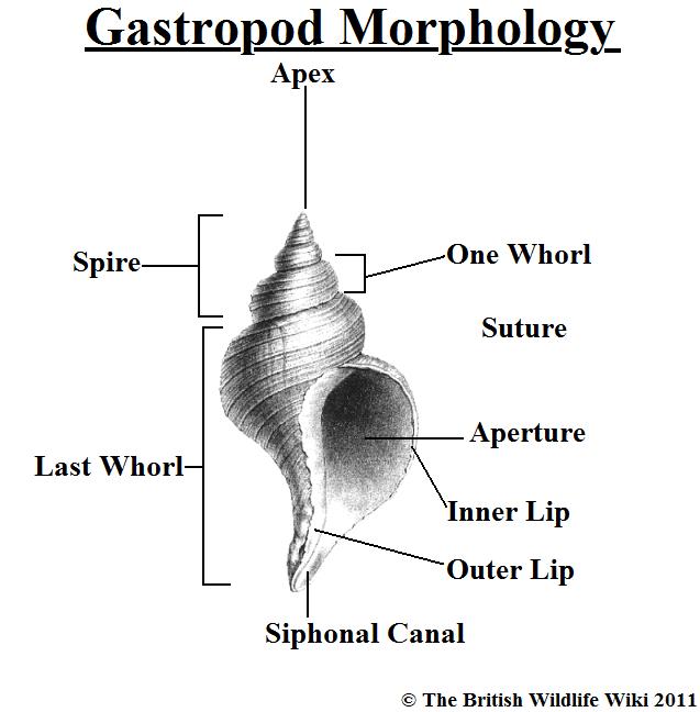 image gastropod morphology jpg british wildlife wiki fandom