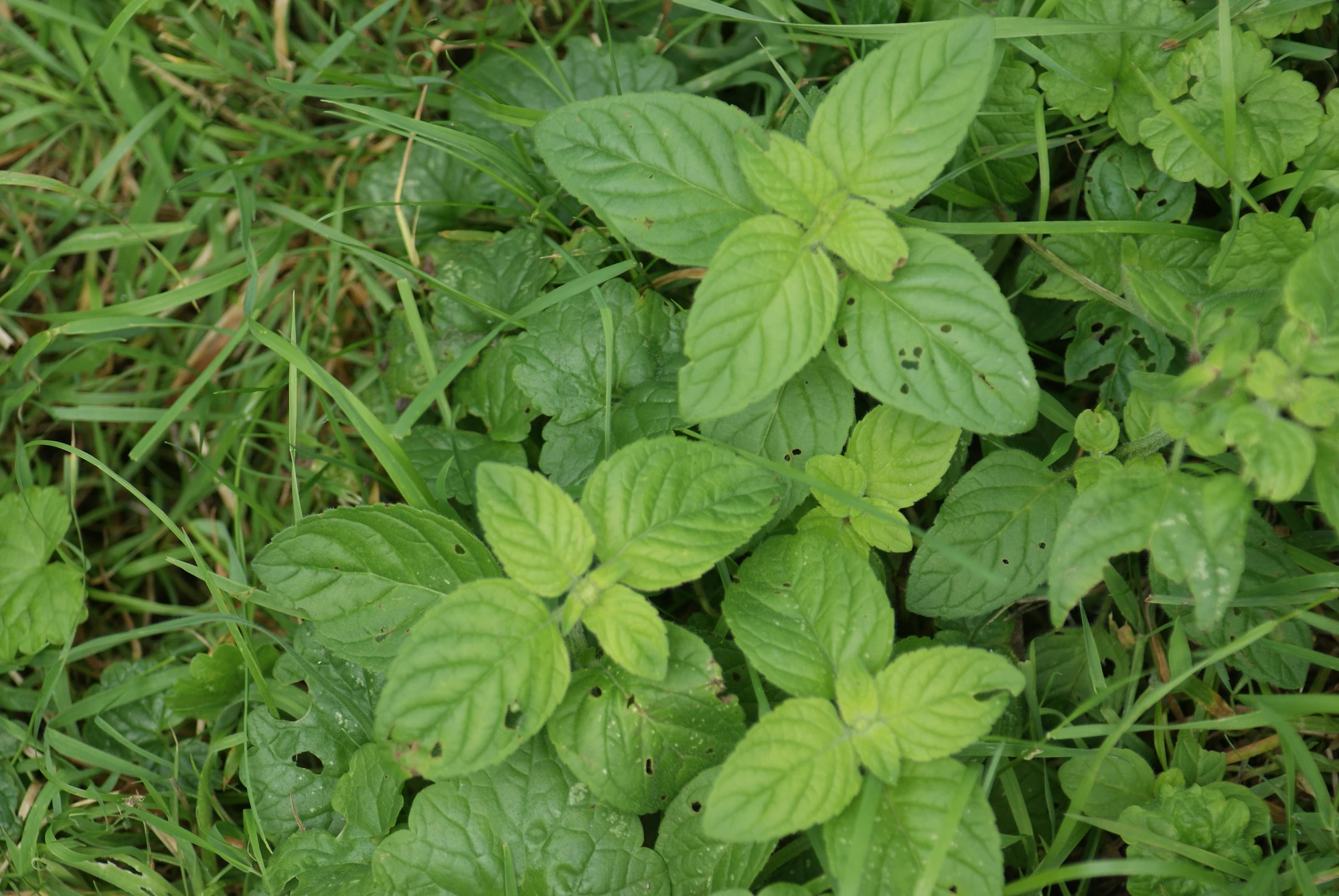 Water Mint British Wildlife Wiki FANDOM powered by Wikia