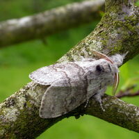 Wallpaper Pale Tussock British Wildlife Wiki Fandom For Free
