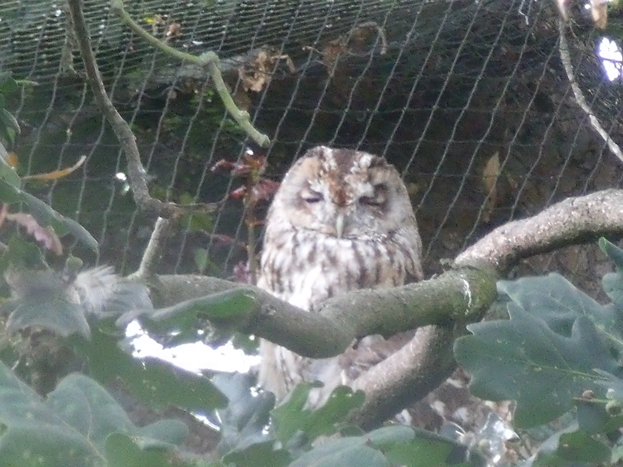 Image - Animals 037.JPG | British Wildlife Wiki | FANDOM powered by Wikia