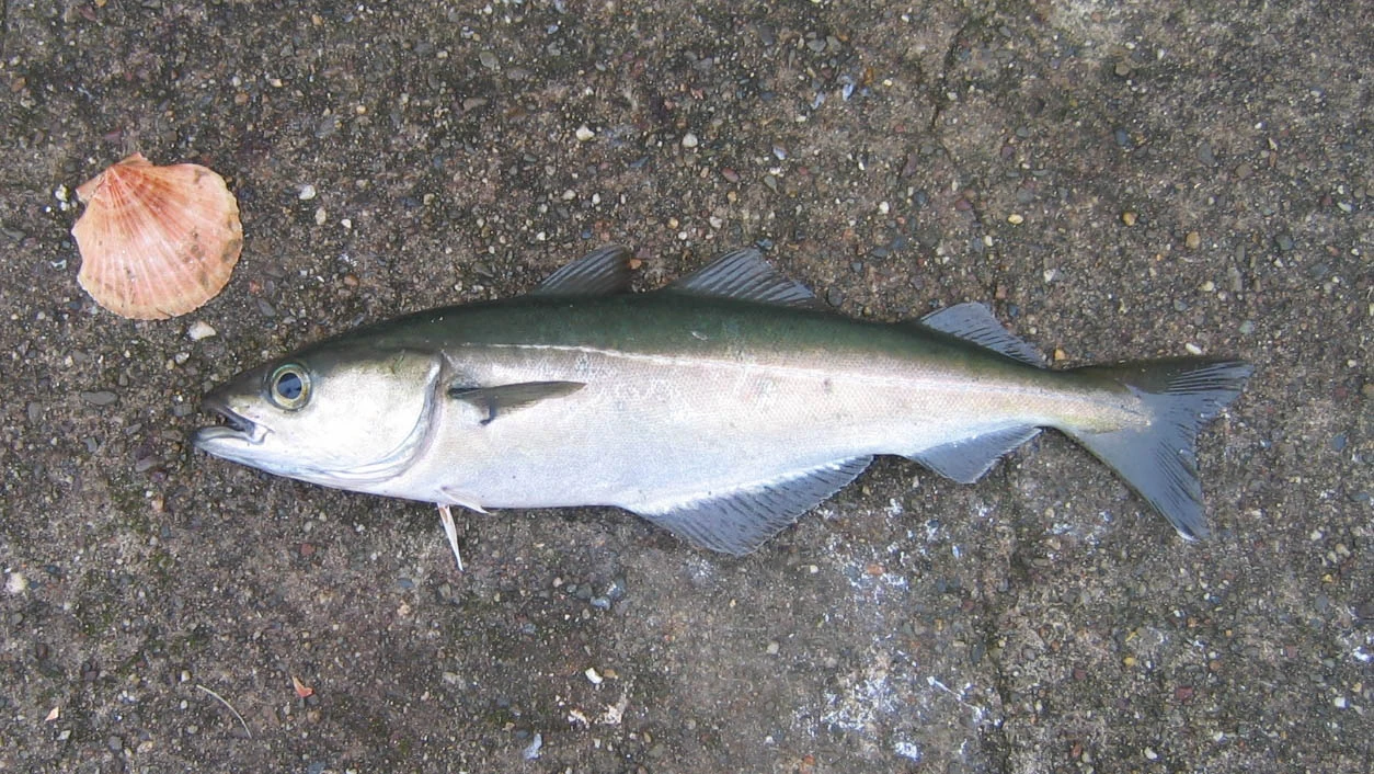 Image Saithe.jpg British Wildlife Wiki FANDOM powered by Wikia