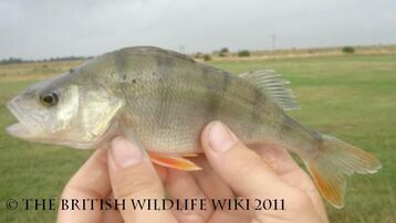 WWC Perch