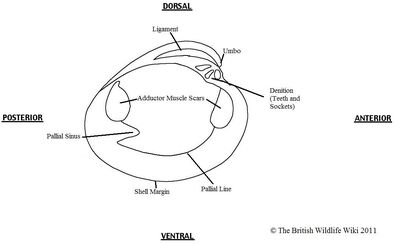 Bivalve