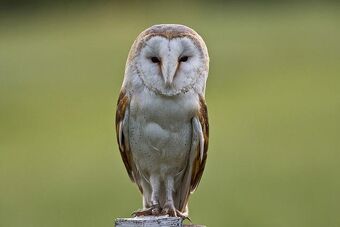 Barn Owl British Wildlife Wiki Fandom