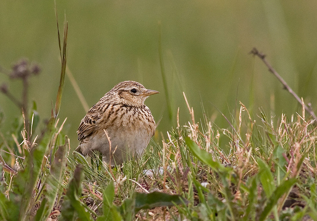 Skylark | British Wildlife Wiki | FANDOM powered by Wikia