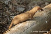 Weasel side