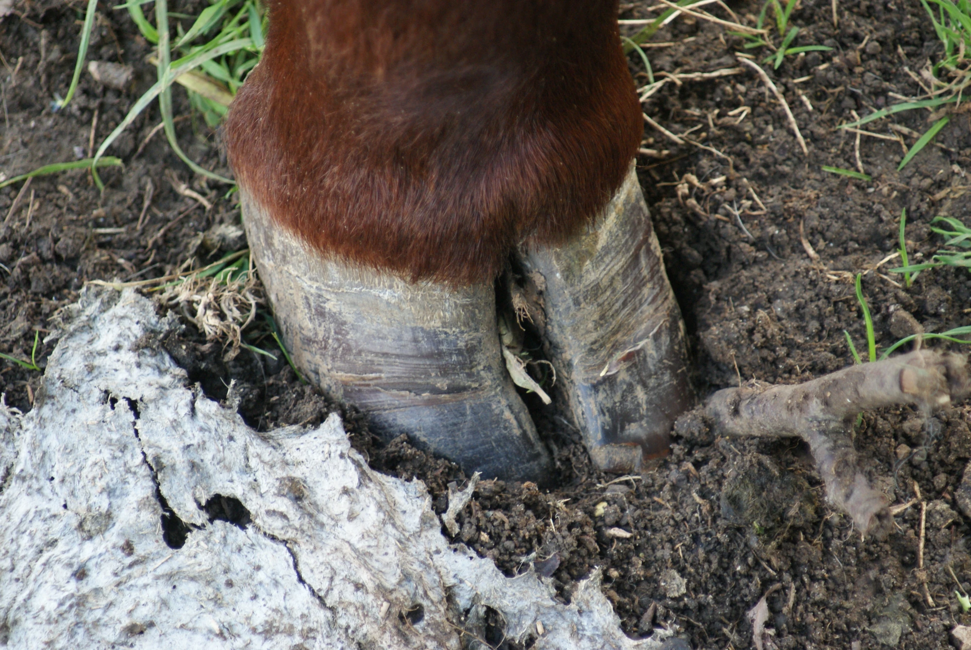 Image Cattle Hoof.JPG British Wildlife Wiki FANDOM powered by Wikia