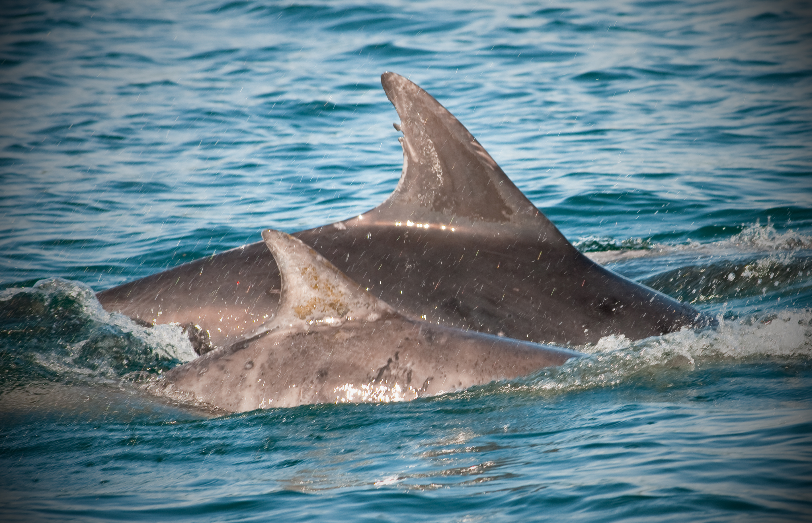 common bottlenose dolphin