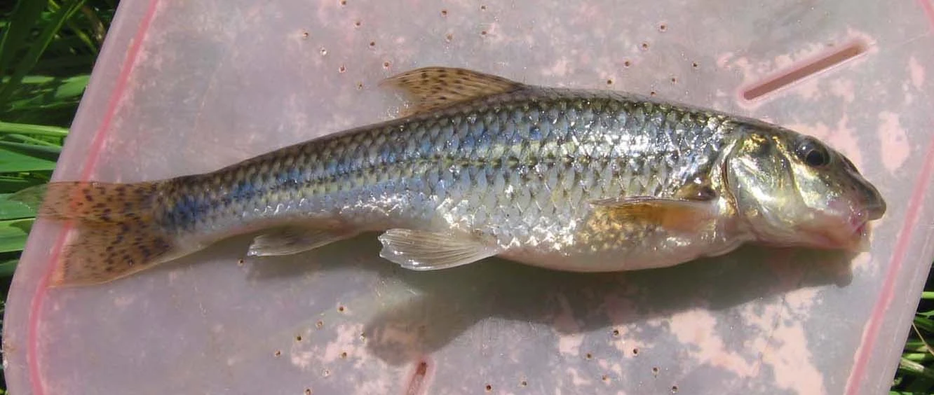 Gudgeon British Wildlife Wiki FANDOM powered by Wikia