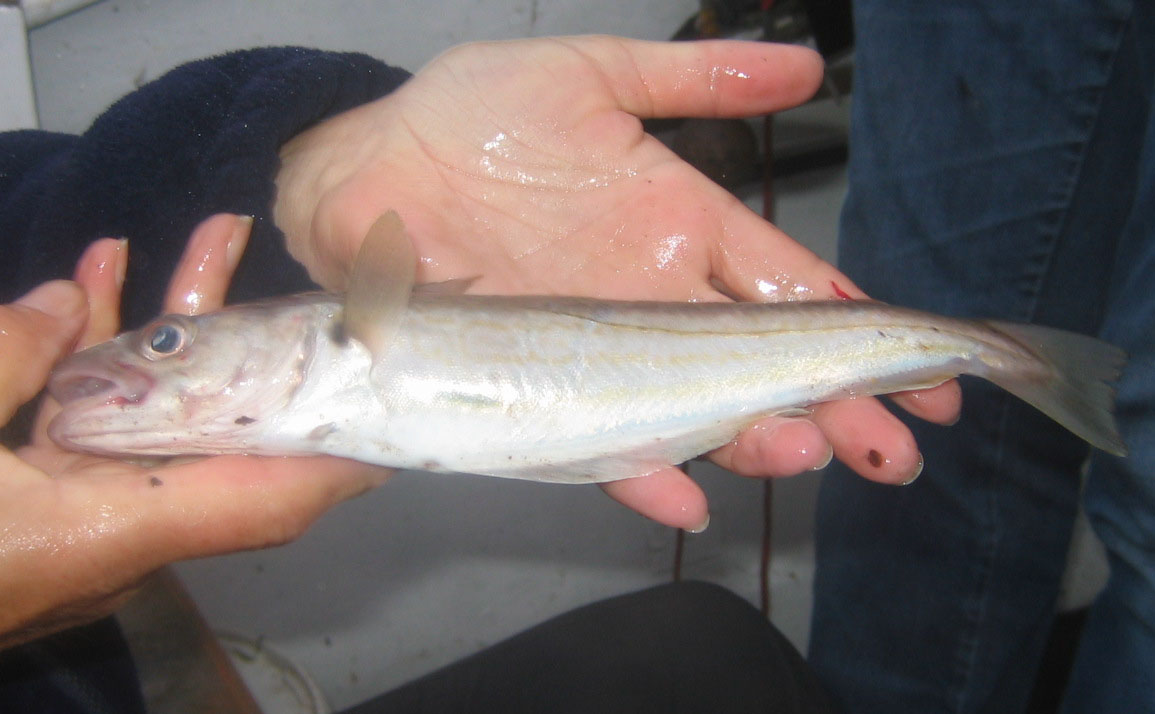 pacific whiting fish