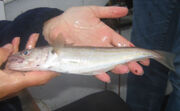Manx Whiting 2006