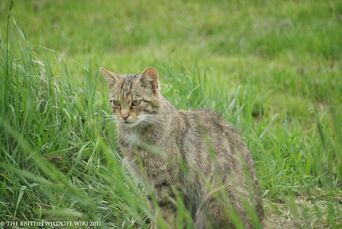 Scottishwildcatsteve2
