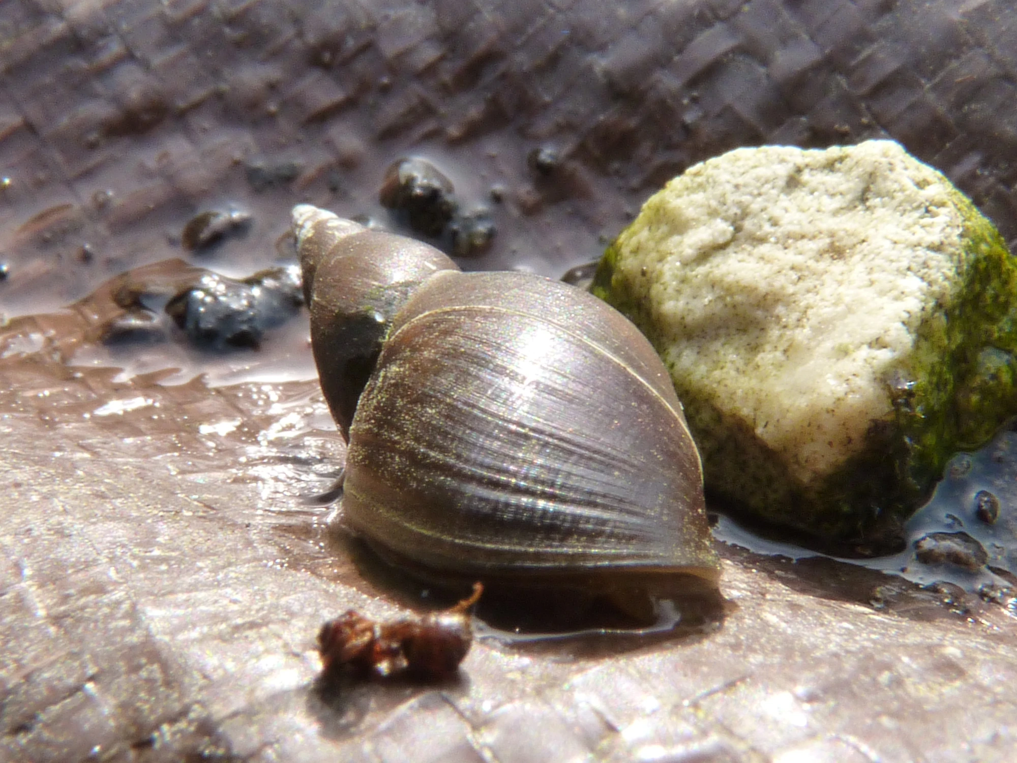 Great Pond Snail British Wildlife Wiki FANDOM powered by Wikia