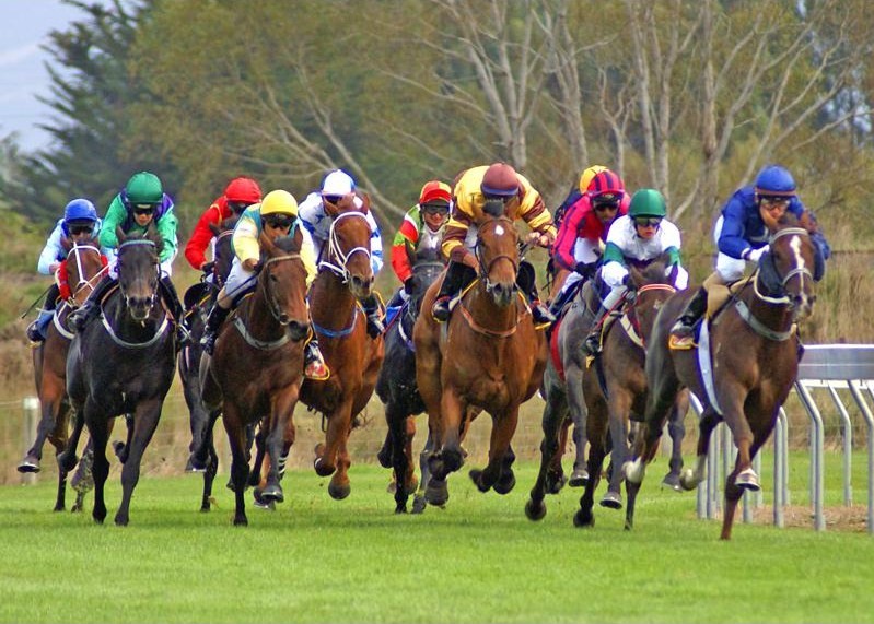 Image - Thoroughbred Race (7).jpg | Thoroughbred racing Wiki | FANDOM ...