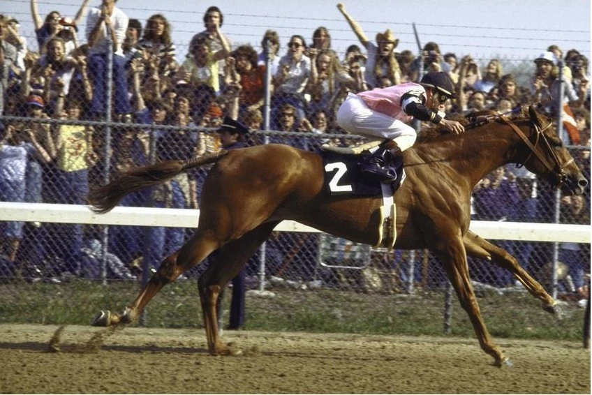 Affirmed Thoroughbred racing Wiki FANDOM powered by Wikia