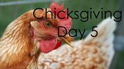 ChicksgivingDay5