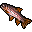 Rainbow Trout