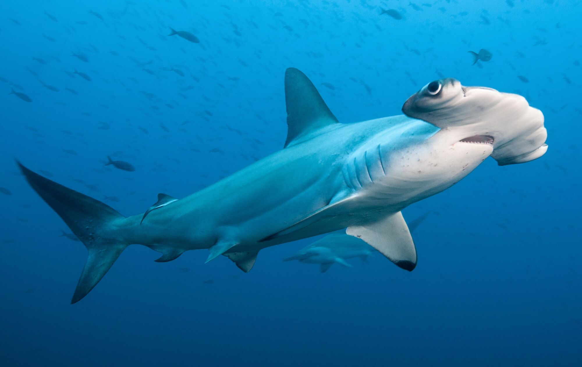 Tiburón Martillo Tiburones Wiki Fandom Tiburón Martillo Tiburones Wiki Fandom
