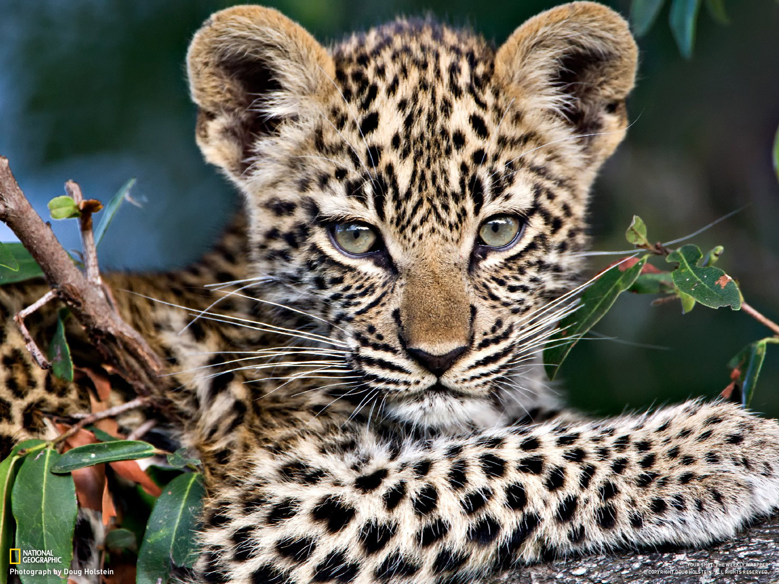 Bild - Baby-leopard.jpg | Tier RPG Wiki | FANDOM powered by Wikia