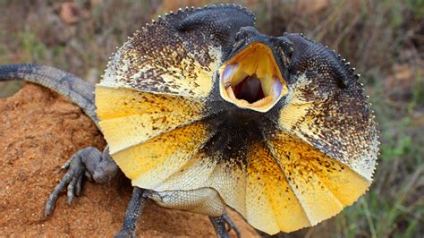 frilled lizards coolest australiana reptiles soolide advertisements nationalgeographic giocare devono essi