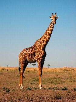 noordelijke giraffe WILDLANDS