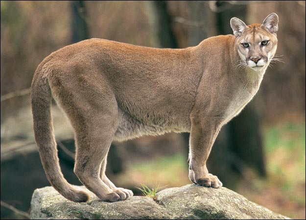 Puma | Tier Lexikon Wiki | Fandom