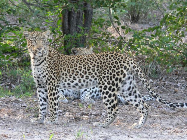 Leoparden Arten Leoparden Arten