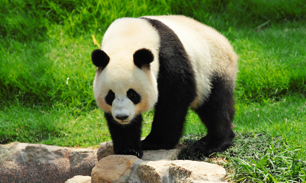 Bild - Großer Panda.jpg | Tier Lexikon Wiki | FANDOM ...