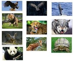 Resultado de imagen para animales salvajes