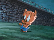 társkereső acme acres stílusú wiki