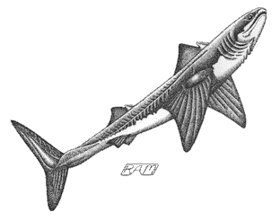 Cladoselache