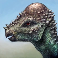PAQUICEFALOSAURIOhead.jpg (267 KB) PAQUICEFALOSAURIOhead