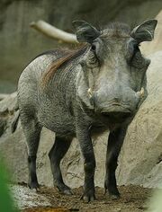 Lightmatter warthog