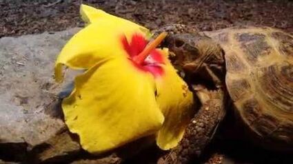 Russian tortoise eating a hibiscus flower