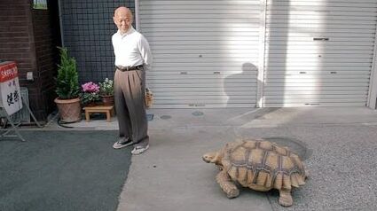 One Man And His Pet Tortoise