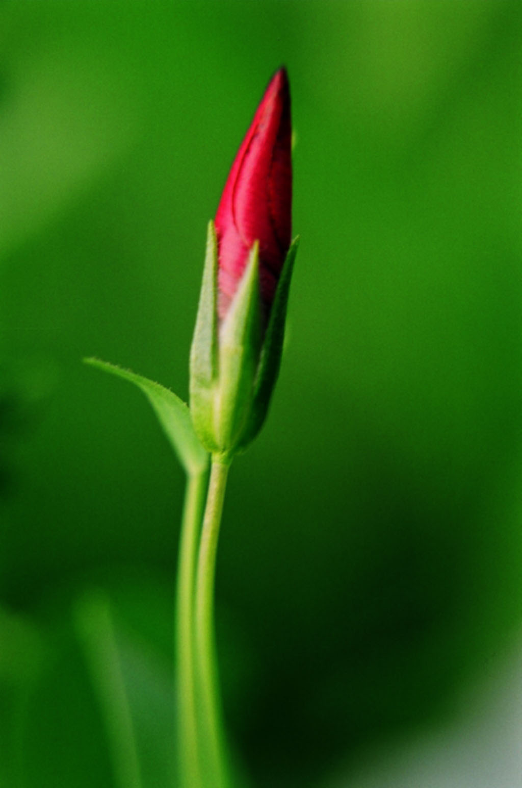 Buds - FREE DOWNLOAD