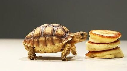 Tortoises Try Tiny Pancakes