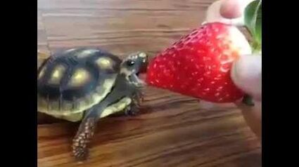 turtle eating strawberry