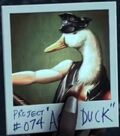 Ace Duck 2012
