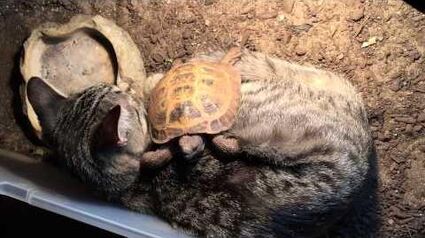 Cat and tortoise "cuddle"!