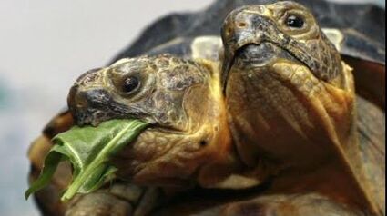 Two Headed Turtle Discovered