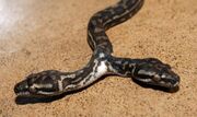 Mutant two-head snake