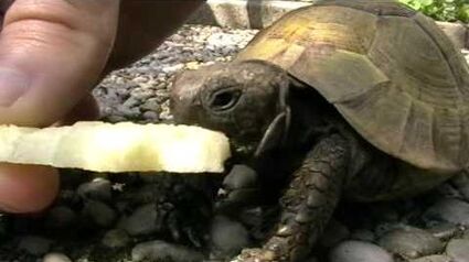 Turtle eating apple
